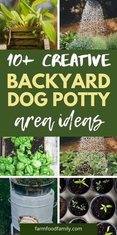 the top 10 creative backyard dog potting ideas for small dogs and their owners to enjoy