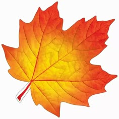 an orange and yellow leaf on a white background