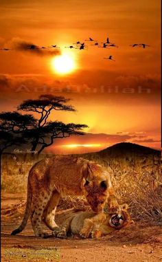 two lions playing in the dirt at sunset with birds flying over them and an orange sky