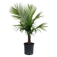 a palm tree in a black pot on a white background