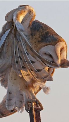 an owl is perched on top of a pole with it's wings spread out