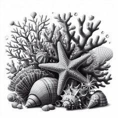 a pencil drawing of sea shells and starfish