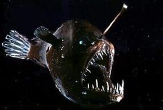 a close up of a fish with its mouth open and teeth wide open in the dark