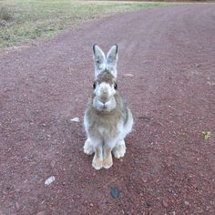 a rabbit sitting on the ground in front of a dirt road