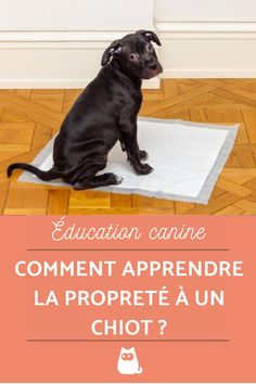 a small black dog sitting on top of a white mat with the words education canine comment apprendre la proprete a un chiot?