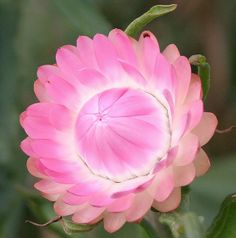 a pink flower with green leaves in the background