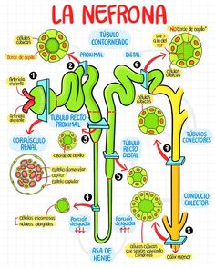 a diagram of the structure of a plant