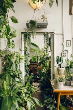 a room filled with lots of green plants and potted plants next to a mirror