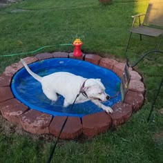 a white dog in a blue pool with a red fire hydrant behind it and a hose connected to its mouth