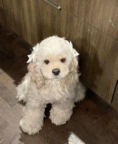 a small white dog sitting on top of a hard wood floor next to a wall