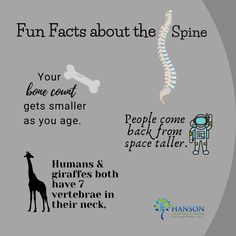 Fun facts about the spine! Physical Therapy Social Media Posts, Chiropractic Social Media Posts, Chiropractic Facts, Pilates Posture