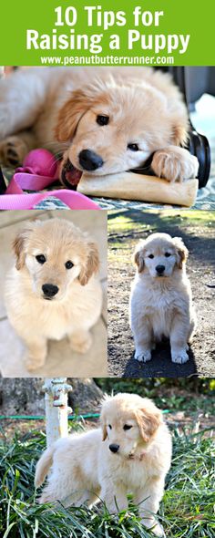 four puppies are sitting in the grass and one is laying down with its head on his paws