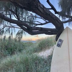 a surfboard is propped up against a tree on the sand dunes at sunset or dawn