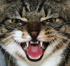 a cat with its mouth open and it's teeth wide open