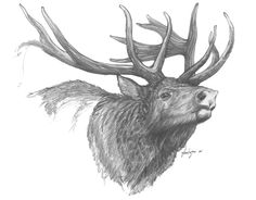 a drawing of a deer with antlers on it's head