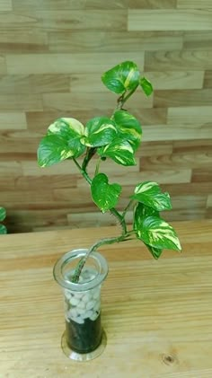 a potted plant in a small glass vase on a wooden table with wood planks