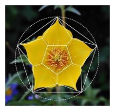 a yellow flower with an orange center surrounded by white lines in the shape of a hexagon