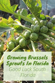 growing brussels sprouts in florida with text overlay reading growing brussels sprouts in florida good luck south florida