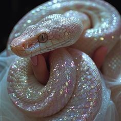 a close up of a person's hand holding a white snake with its mouth open