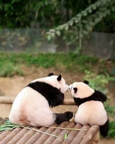 two panda bears sitting on top of bamboo sticks and touching noses with each other in an enclosure