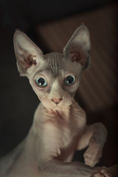 a hairless cat with blue eyes looking at the camera