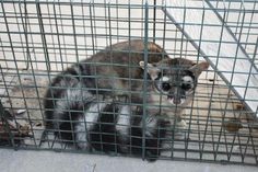 a raccoon in a cage looking at the camera