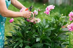 a woman is trimming the flowers in her garden