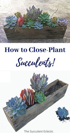 succulents in wooden boxes with text overlay how to close - plant succulents