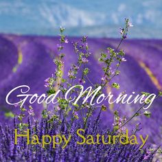 a field full of purple flowers with the words good morning happy saturday written on it