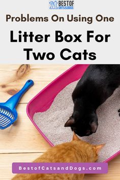 two cats playing with litter boxes on the floor and text overlay reads, problems on using one litter box for two cats