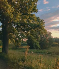 the sun is setting behind some trees in an open field with tall grass and weeds