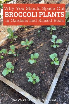 a garden bed with plants growing in it and the words why you should space out broccoli plants in gardens and raised beds