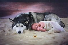 a baby is laying next to a husky dog