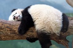 a panda bear sleeping on top of a tree branch