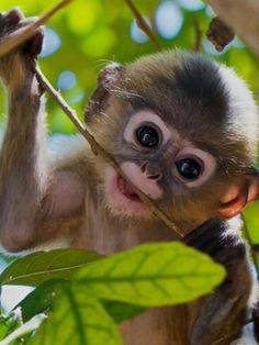 a monkey hanging from a tree branch with leaves on it's back and the caption says, save