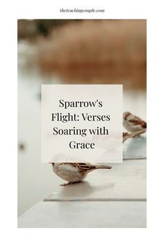 two small birds sitting on top of a table next to each other with the words sparrow's flight verses soaring with grace