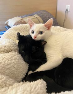 two black and white cats laying on top of each other in a bed with blankets