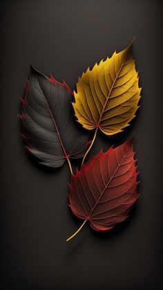 three different colored leaves on a black background, one is red and the other is yellow