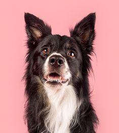 a black and white dog looking at the camera