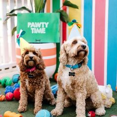 two dogs wearing party hats sitting in front of some balls and toys on the ground