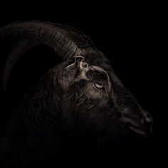 a black and white photo of a goat's head with long horns in the dark