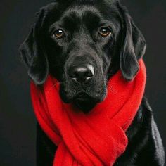 a black dog with a red scarf around it's neck looking at the camera