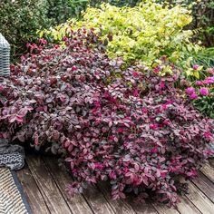 some purple and green plants on a wooden deck