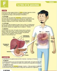 the anatomy of the human body and its major organs, including livers, stomachs,