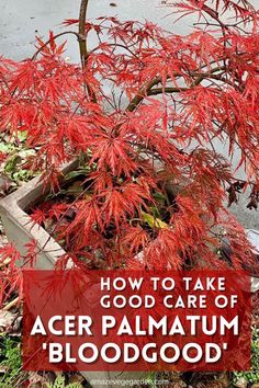 an acer palm tree with the words how to take good care of acer palmum bloodwood