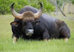 a bull with large horns laying down in the grass