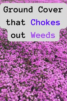 ground cover that chokes out weeds Low Maintenance Landscaping Front Yard, Garden Remedies, Low Maintenance Landscaping, Ground Cover Plants, Food Garnishes, Home Landscaping, Front Yard Garden