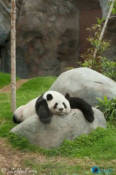 a panda bear laying on top of a rock