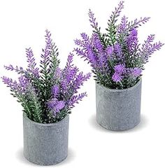 two cement planters with purple flowers in them on a white background, one is grey and the other is gray