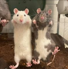 three mice standing next to each other on top of dirt